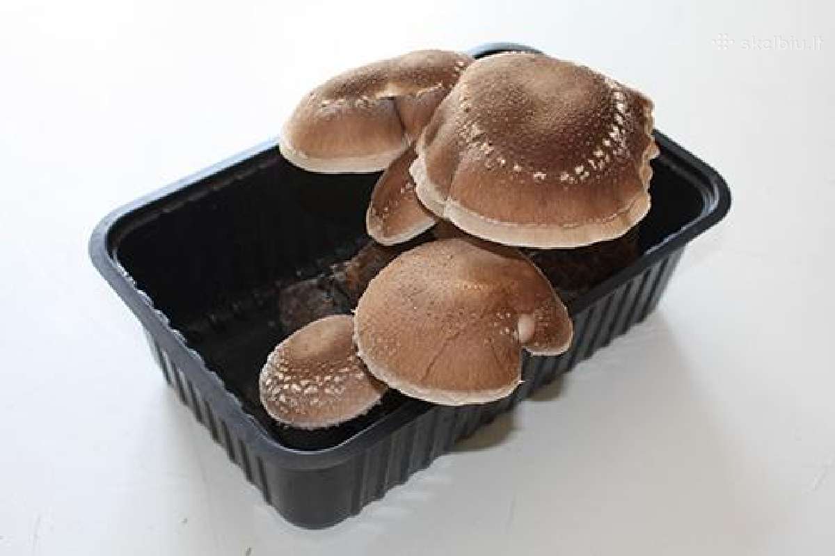 Shiitake Paruošta pakuotė auginimui namuose - nuotraukos Nr. 3