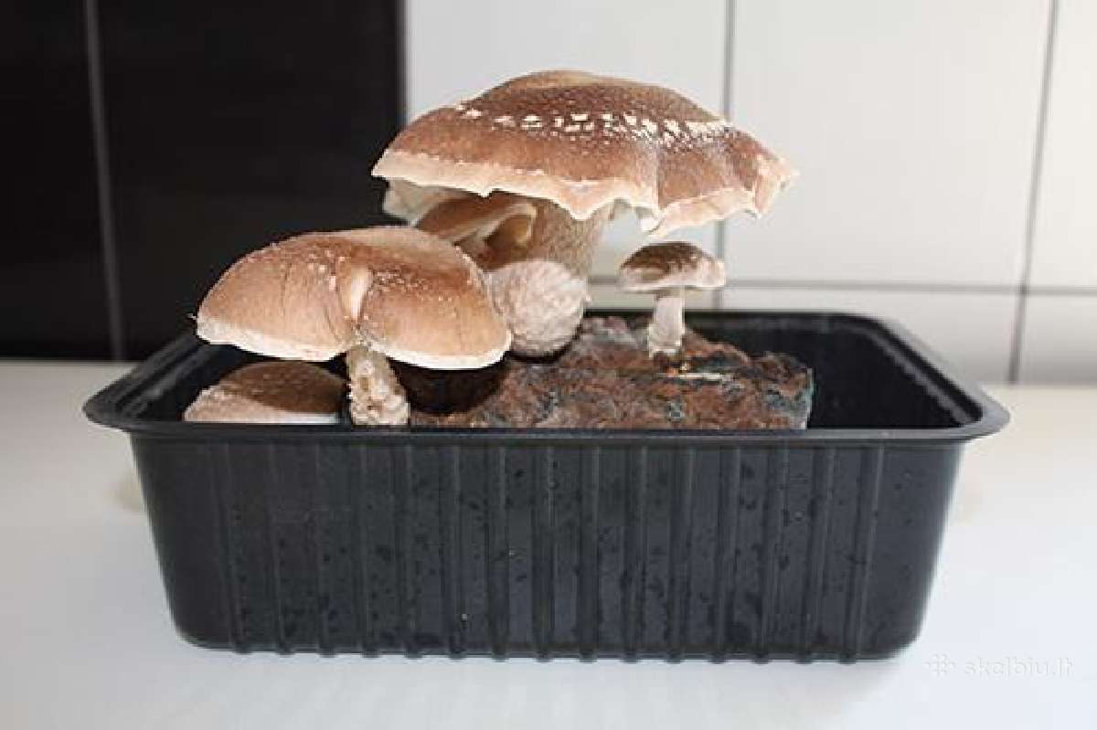 Shiitake Paruošta pakuotė auginimui namuose - nuotraukos Nr. 2