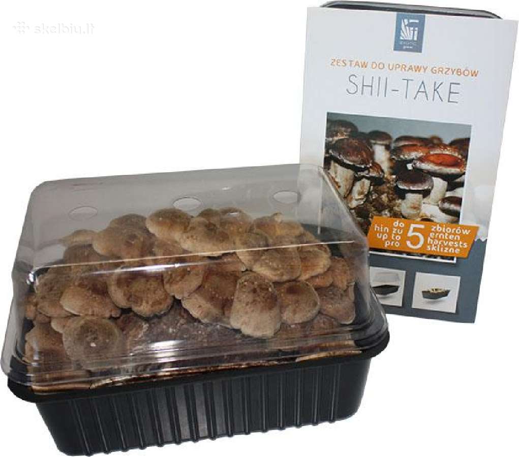 Shiitake Paruošta pakuotė auginimui namuose