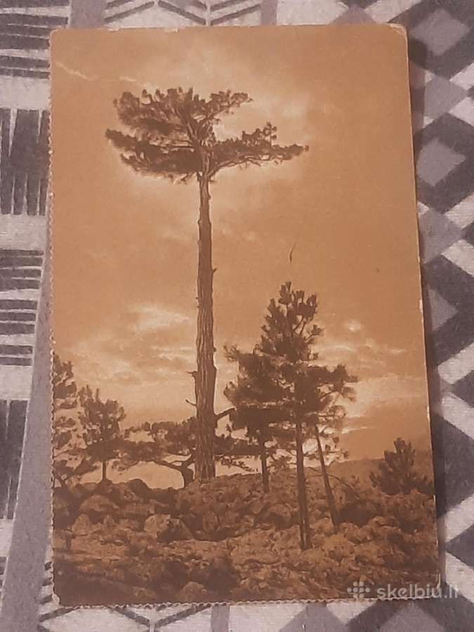 Atvirutė - nuotraukos Nr. 3