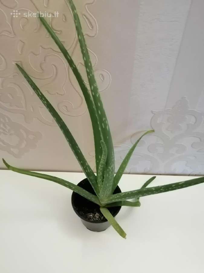 Aloe vera