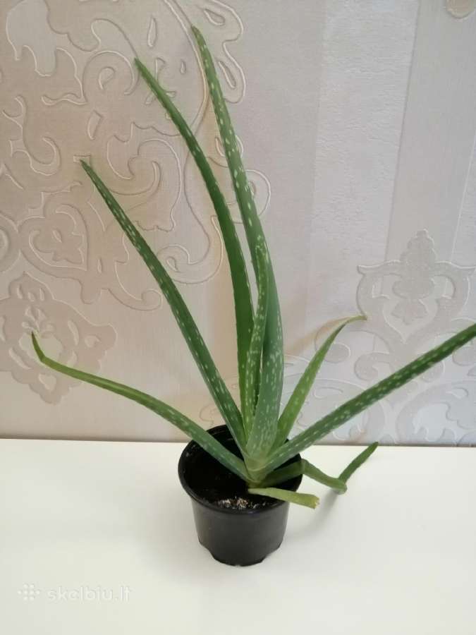 Aloe vera - nuotraukos Nr. 2