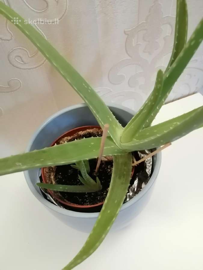 Aloe vera - nuotraukos Nr. 3
