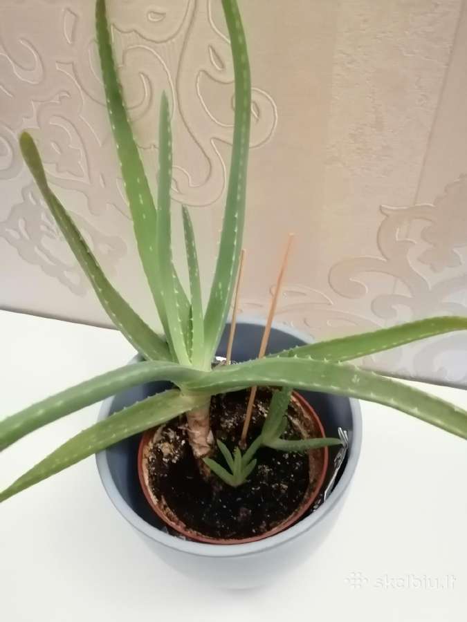 Aloe vera - nuotraukos Nr. 4