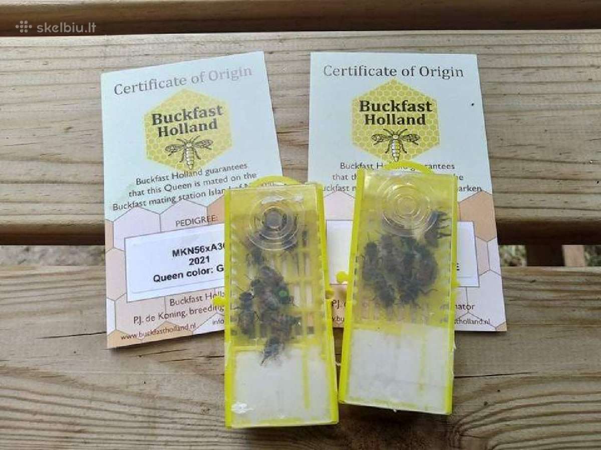 Bičių motinėlės ir šeimelės - nuotraukos Nr. 10