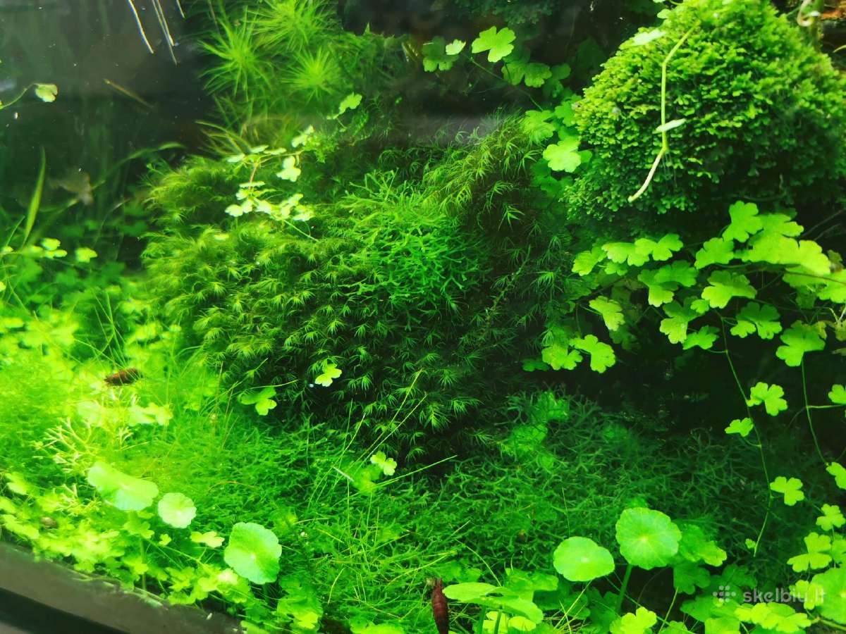 Akvariumo augalai - 10ct/vnt. - nuotraukos Nr. 17