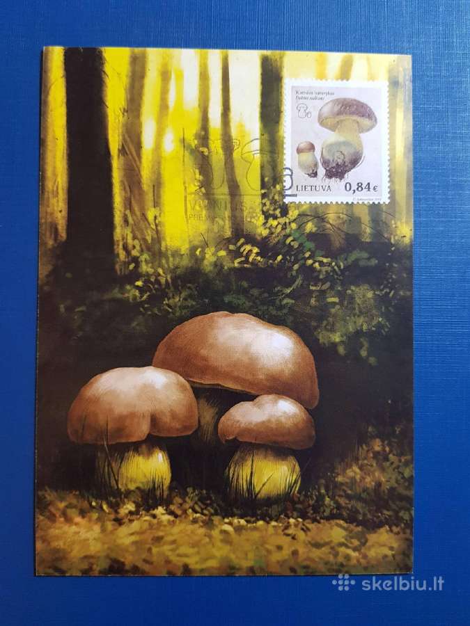 Lietuva 2016 m. Grybai, Km - nuotraukos Nr. 2