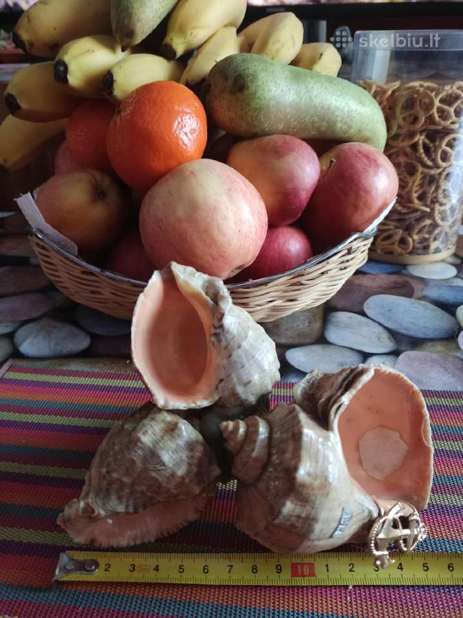 Jūrinės kriauklės