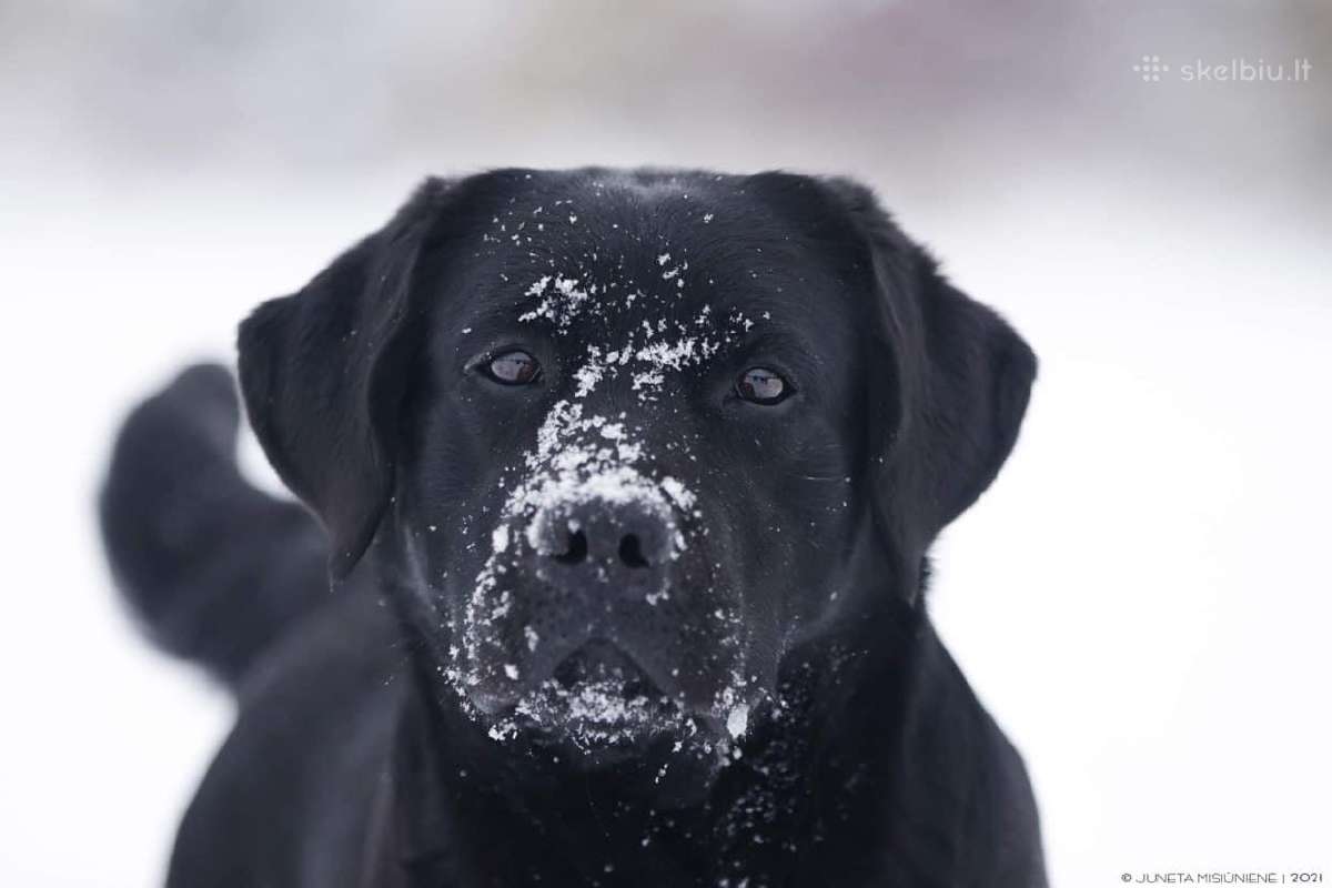 Lygiaplaukiai ir Labradoro retriveriai- Gojus - nuotraukos Nr. 35