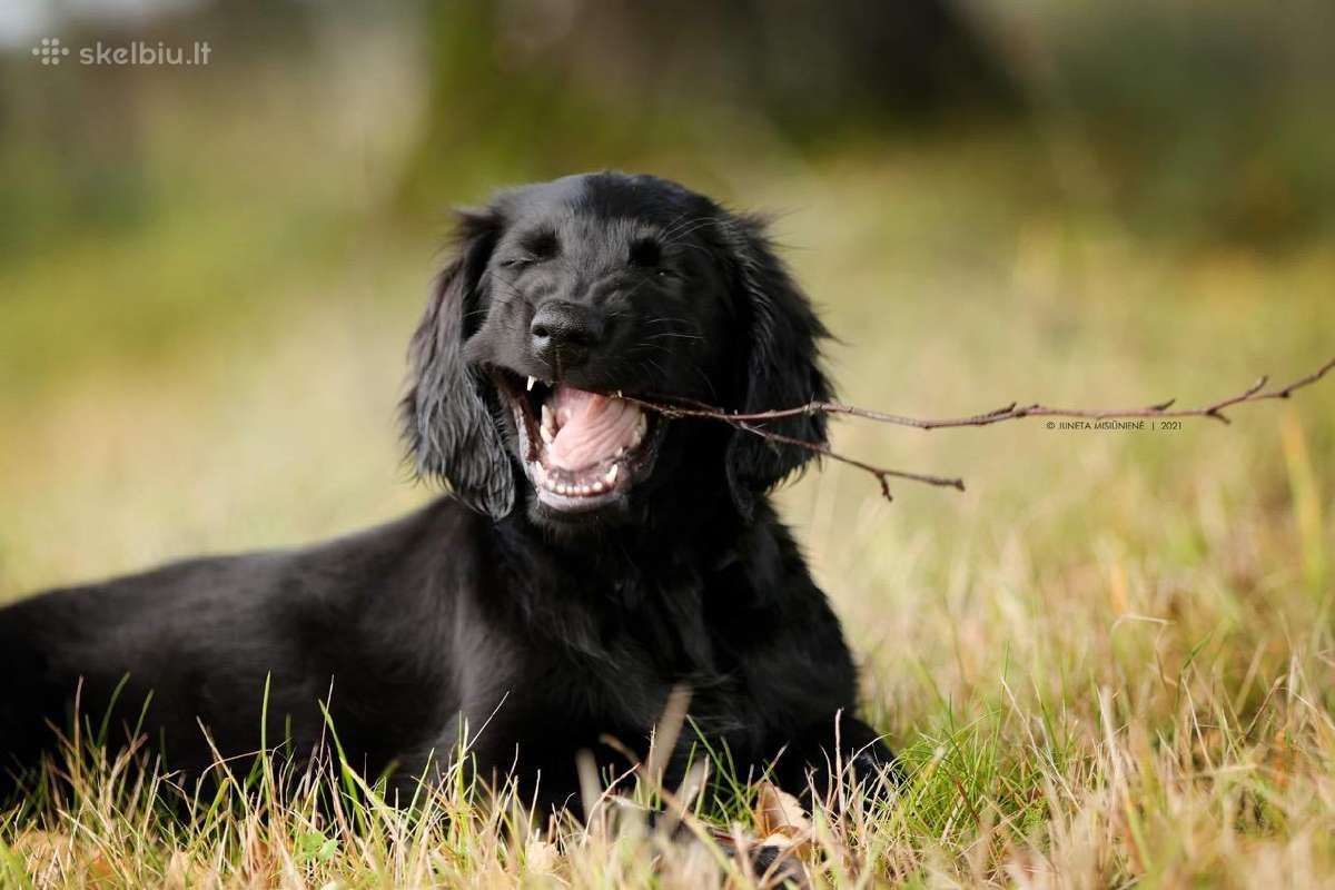 Lygiaplaukiai ir Labradoro retriveriai- Gojus - nuotraukos Nr. 34