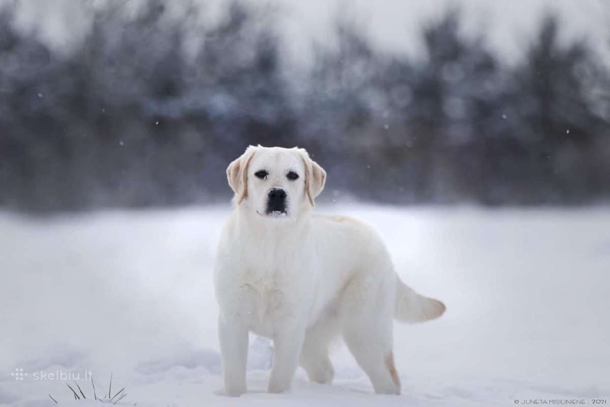 Lygiaplaukiai ir Labradoro retriveriai- Gojus - nuotraukos Nr. 26