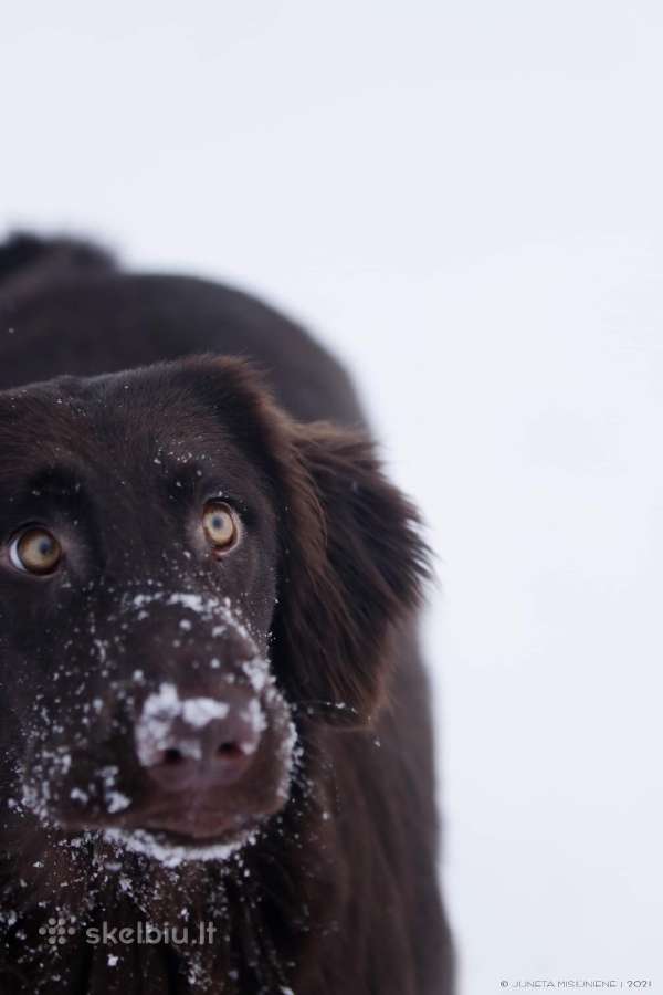 Lygiaplaukiai ir Labradoro retriveriai- Gojus - nuotraukos Nr. 30