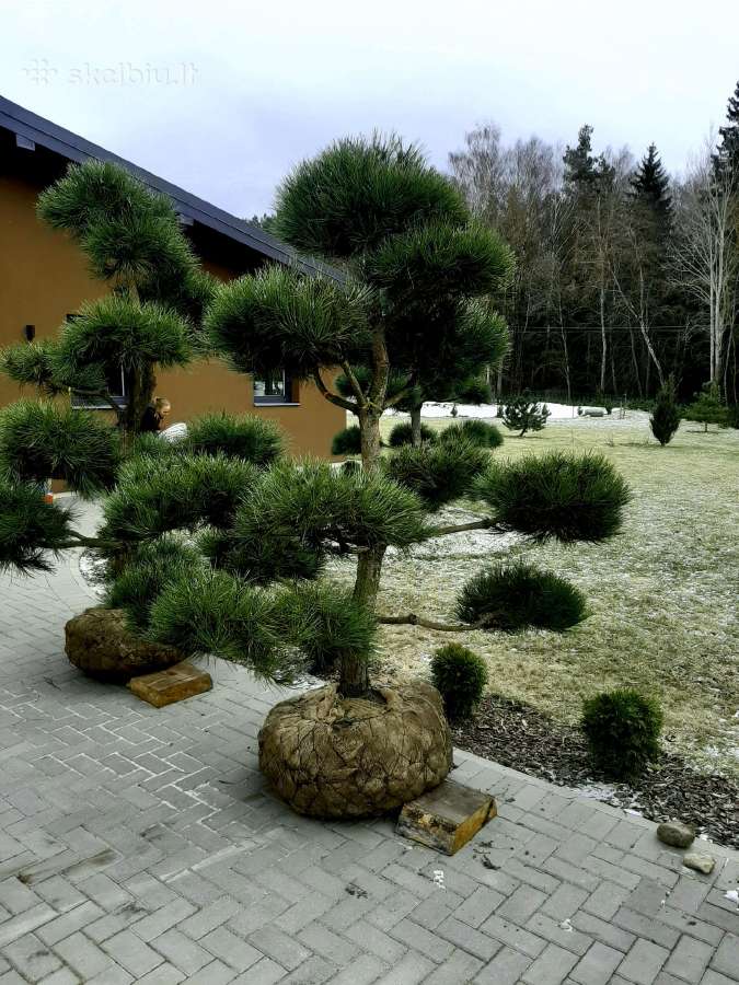 Pušies bonsai - nuotraukos Nr. 11