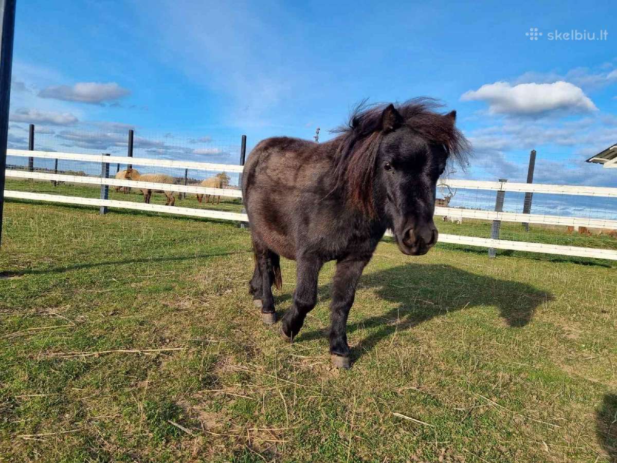 Ponis Ltu008
