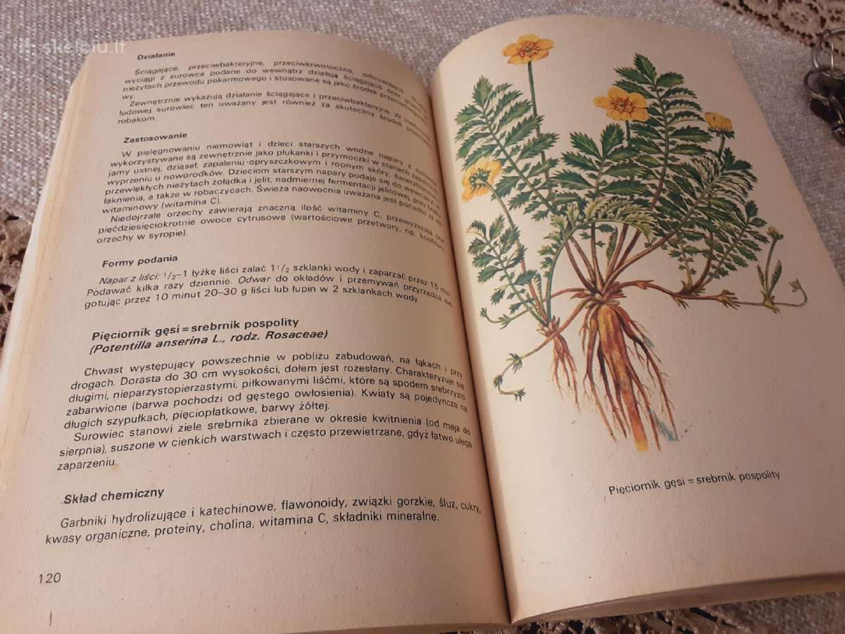 Vaistažolės vaikams lenkų kalba - nuotraukos Nr. 3