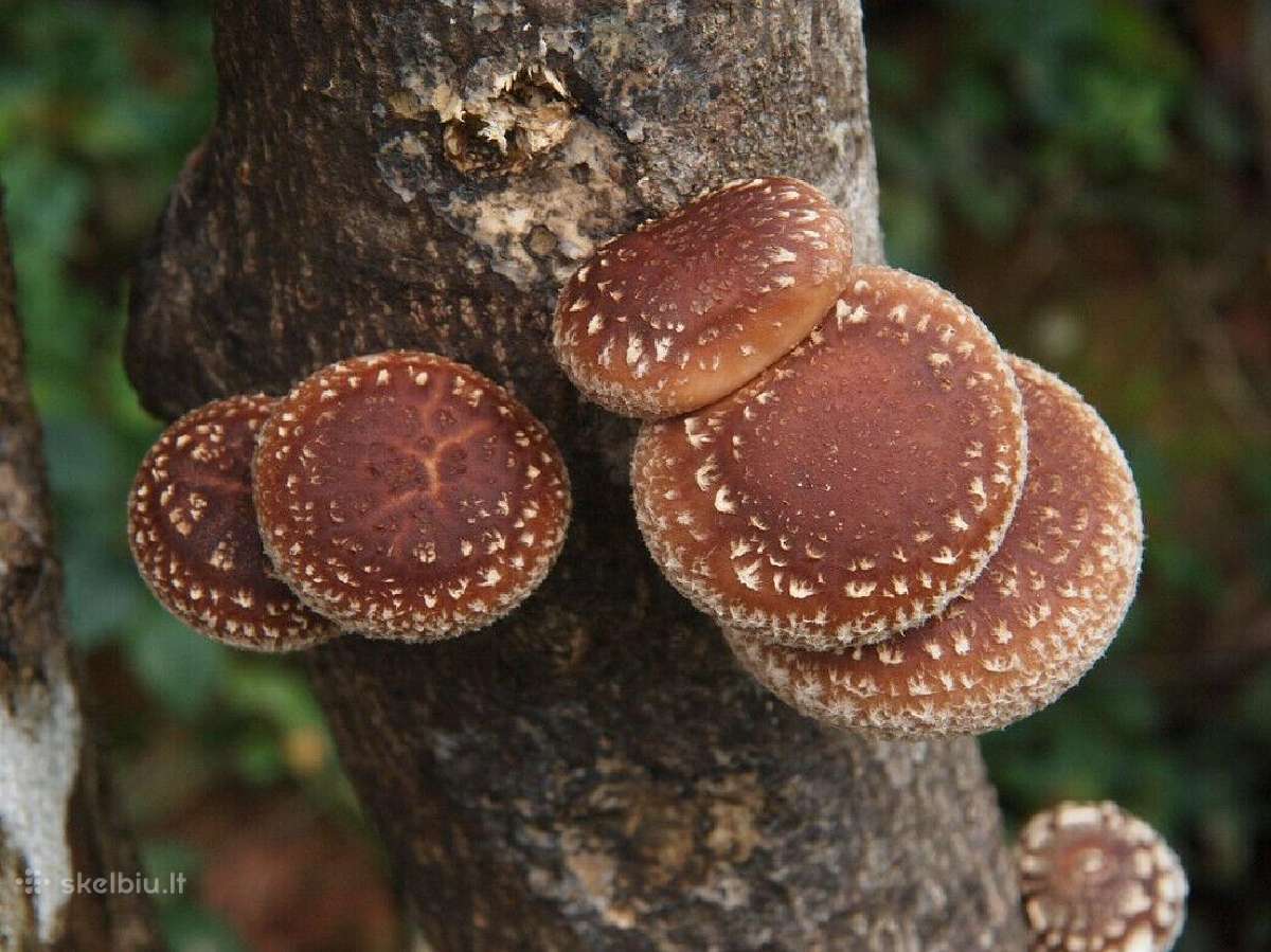 Shiitake grybiena and pjuvenų 4 litrų maišas - nuotraukos Nr. 2