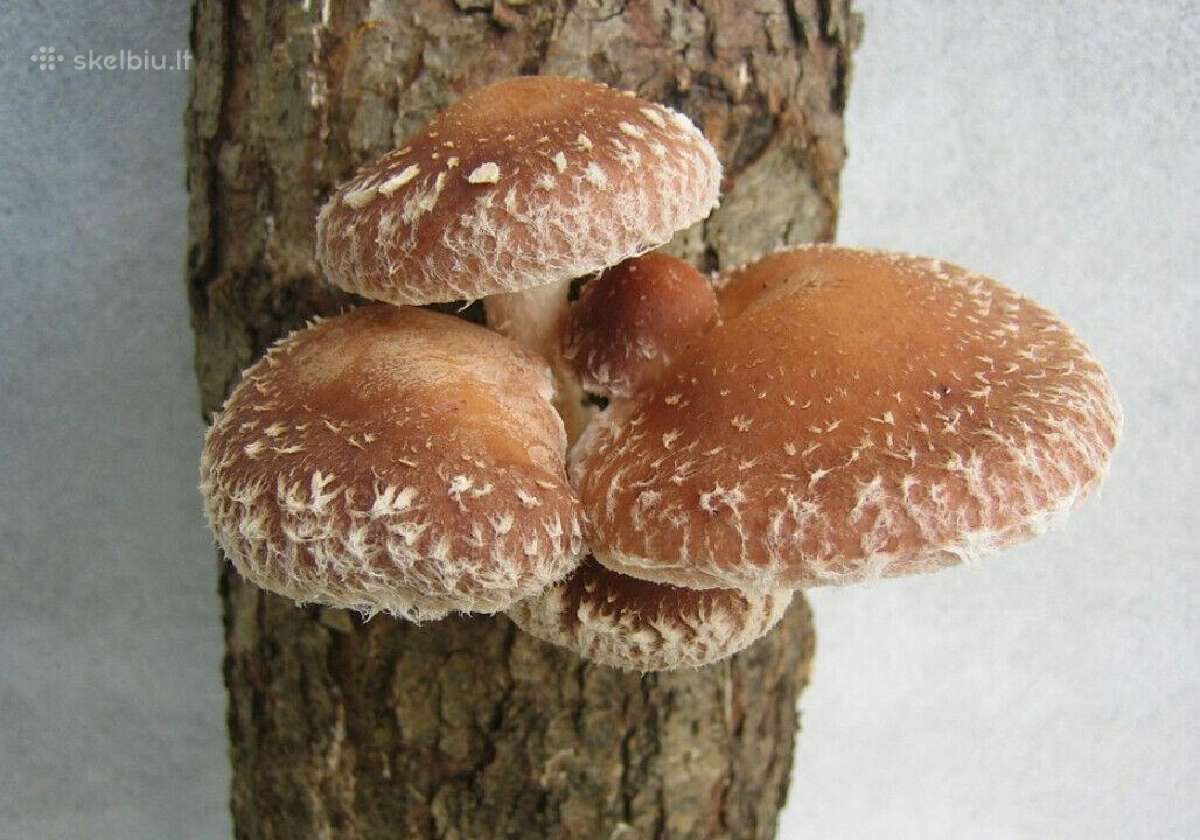 Shiitake grybiena and pjuvenų 4 litrų maišas - nuotraukos Nr. 3