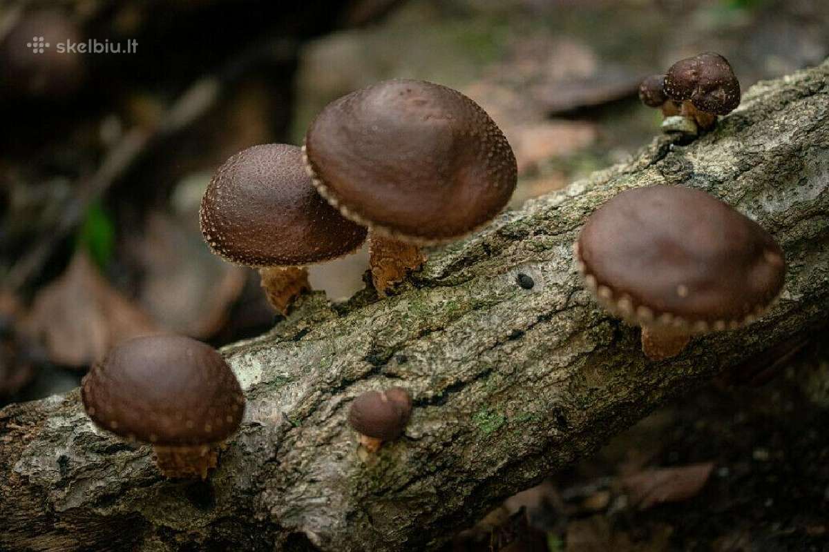 Shiitake grybiena and pjuvenų 4 litrų maišas - nuotraukos Nr. 4