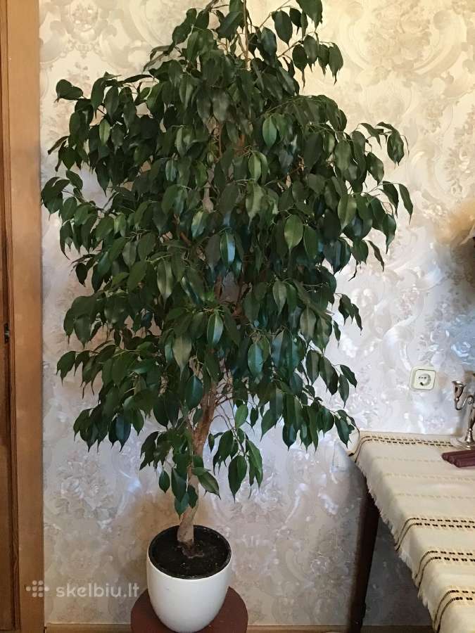 Parduodami dekoratyvūs fikusai