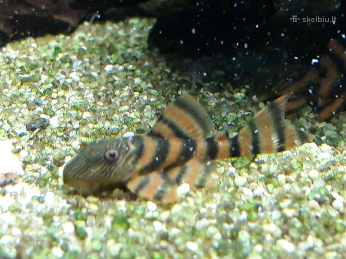 L šamai, pleco, žuvys, žuvytės - nuotraukos Nr. 5