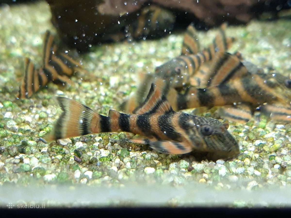 L šamai, pleco, žuvys, žuvytės - nuotraukos Nr. 4