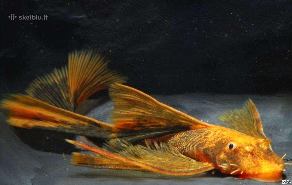 Ancistrus red , yelow