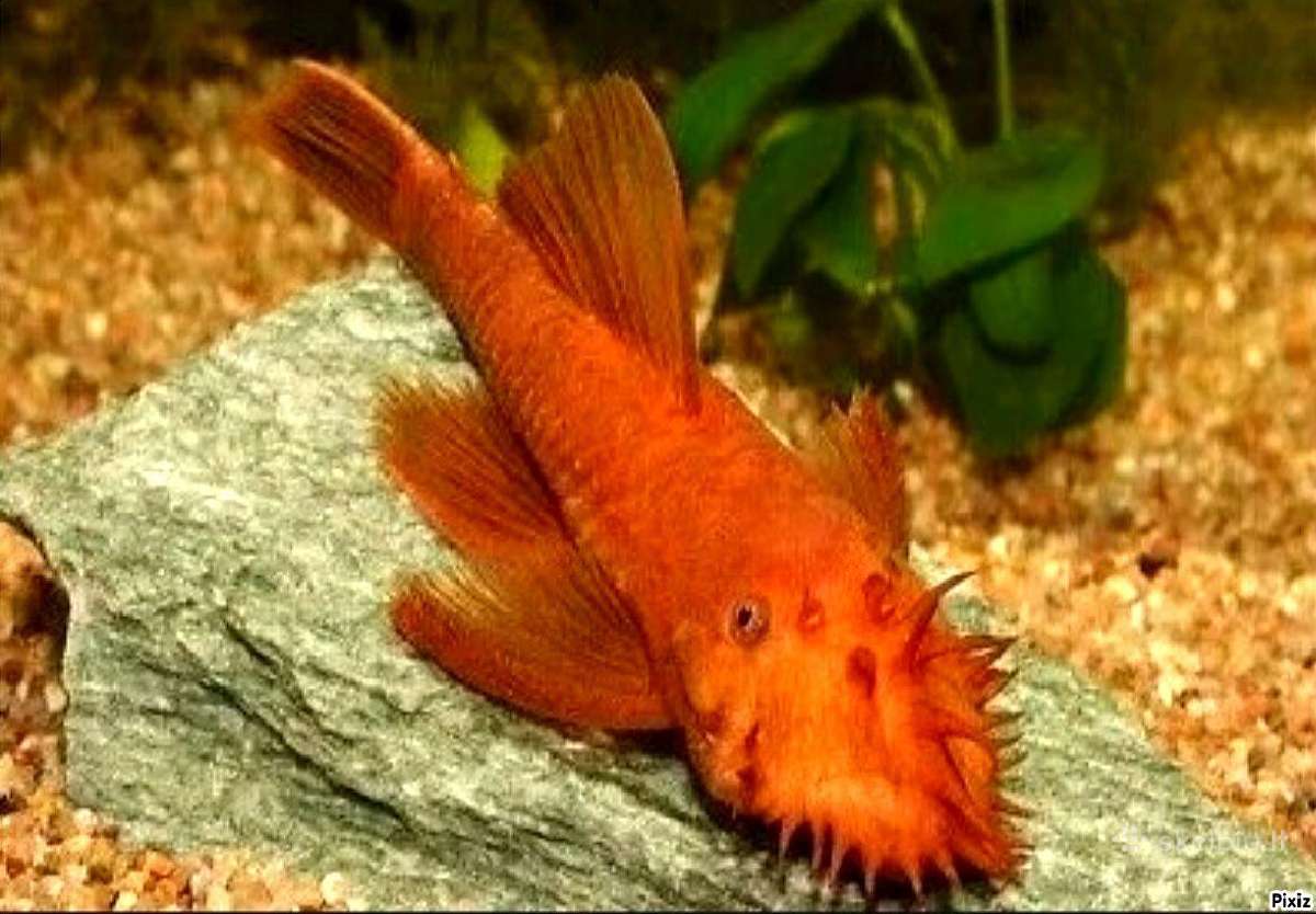 Ancistrus red , yelow - nuotraukos Nr. 2