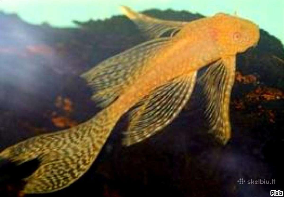 Ancistrus red , yelow - nuotraukos Nr. 3