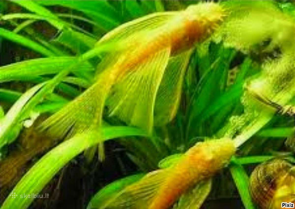 Ancistrus red , yelow - nuotraukos Nr. 4