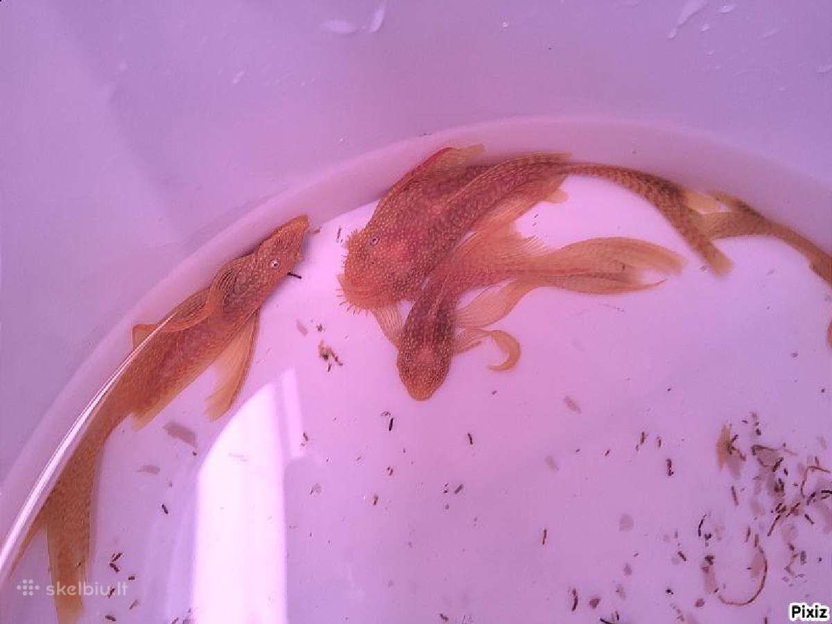 Ancistrus red , yelow - nuotraukos Nr. 5