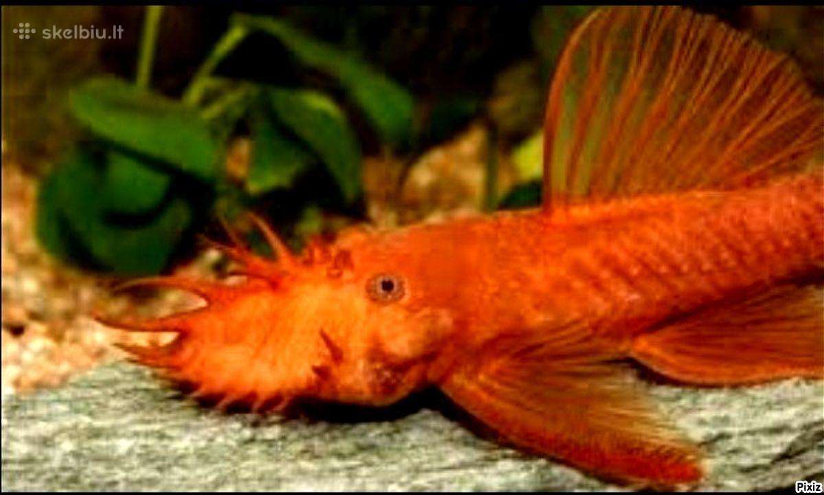 Ancistrus red , yelow - nuotraukos Nr. 8
