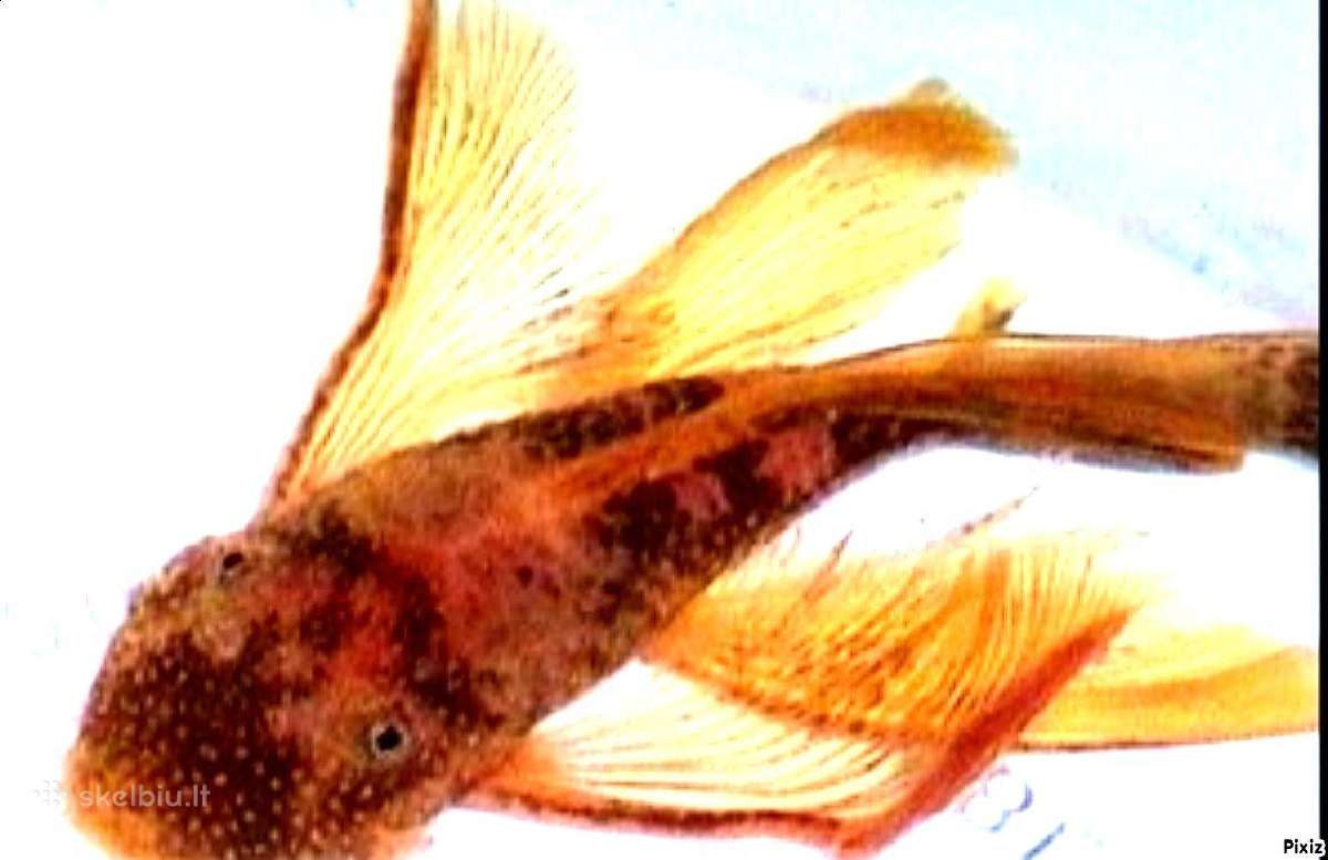 Ancistrus red , yelow - nuotraukos Nr. 9