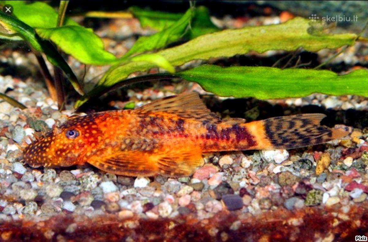 Ancistrus red , yelow - nuotraukos Nr. 10