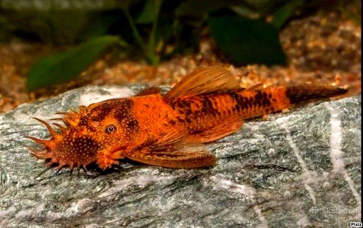 Ancistrus red , yelow - nuotraukos Nr. 11