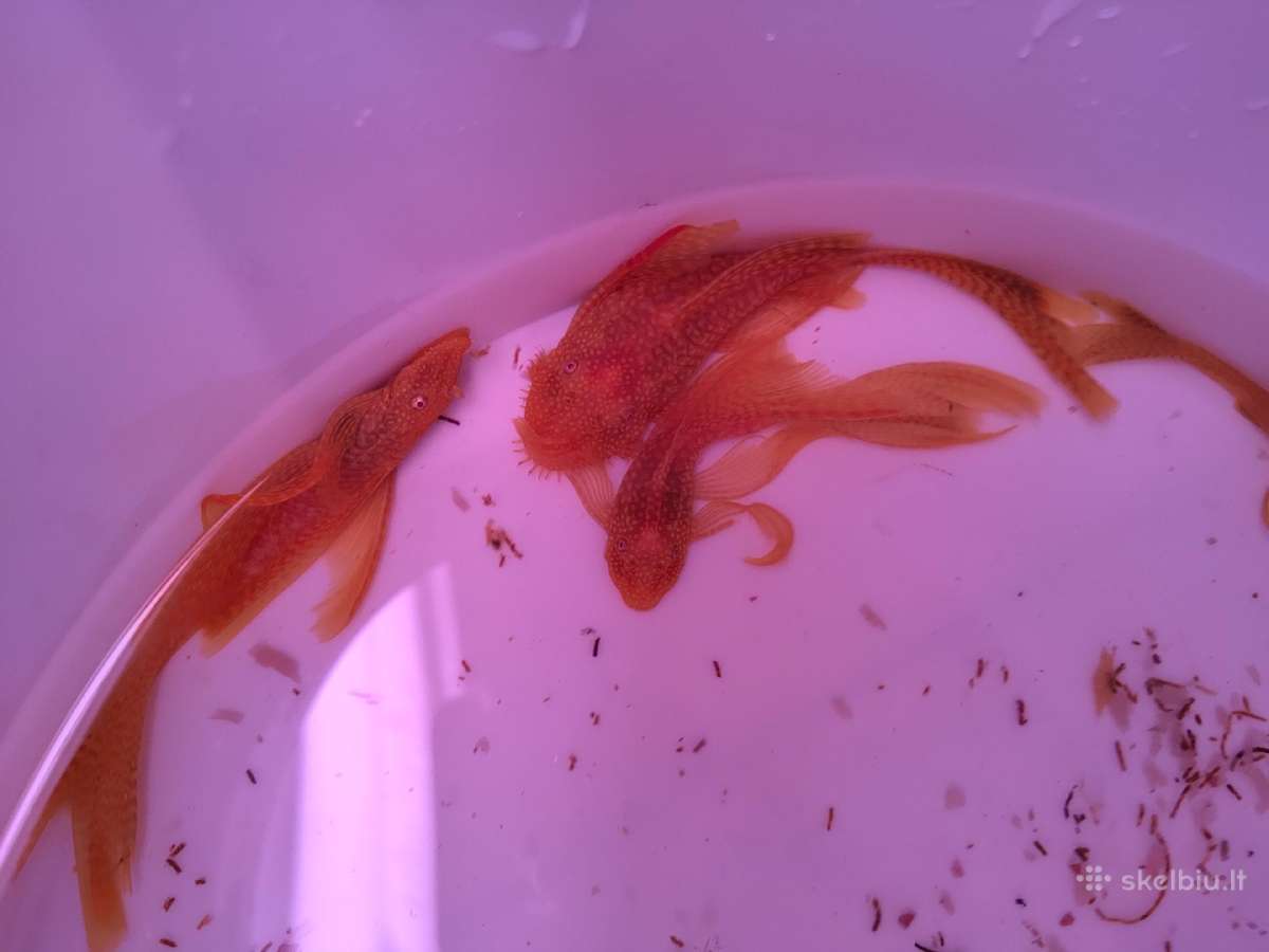 Ancistrus red , yelow - nuotraukos Nr. 13