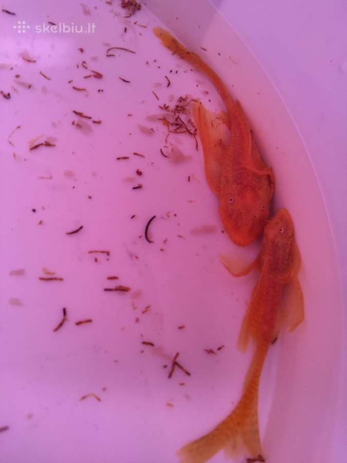 Ancistrus red , yelow - nuotraukos Nr. 14