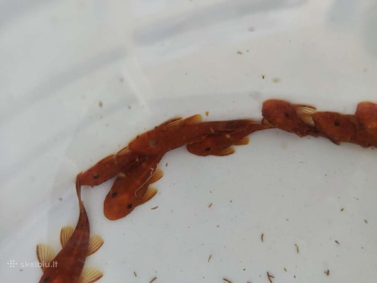 Ancistrus red , yelow - nuotraukos Nr. 15