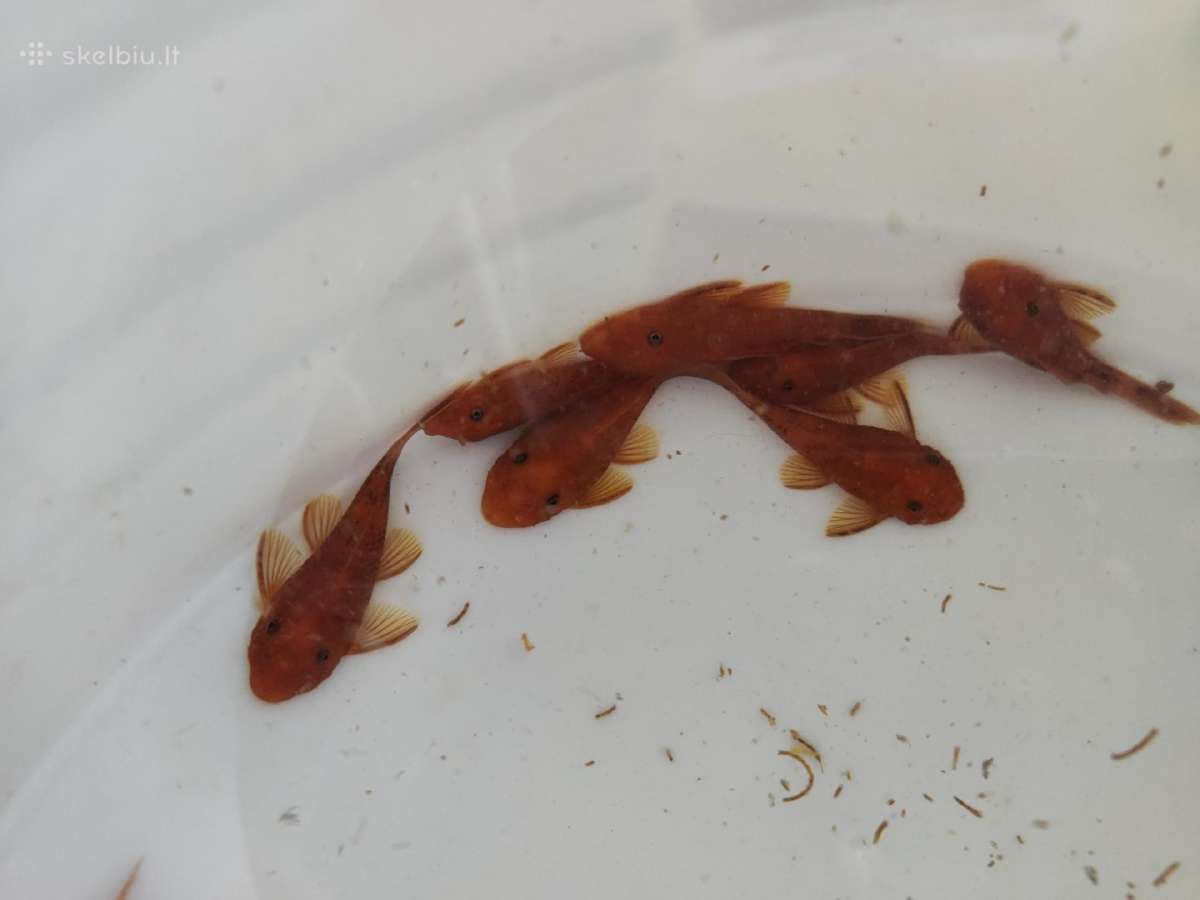 Ancistrus red , yelow - nuotraukos Nr. 17