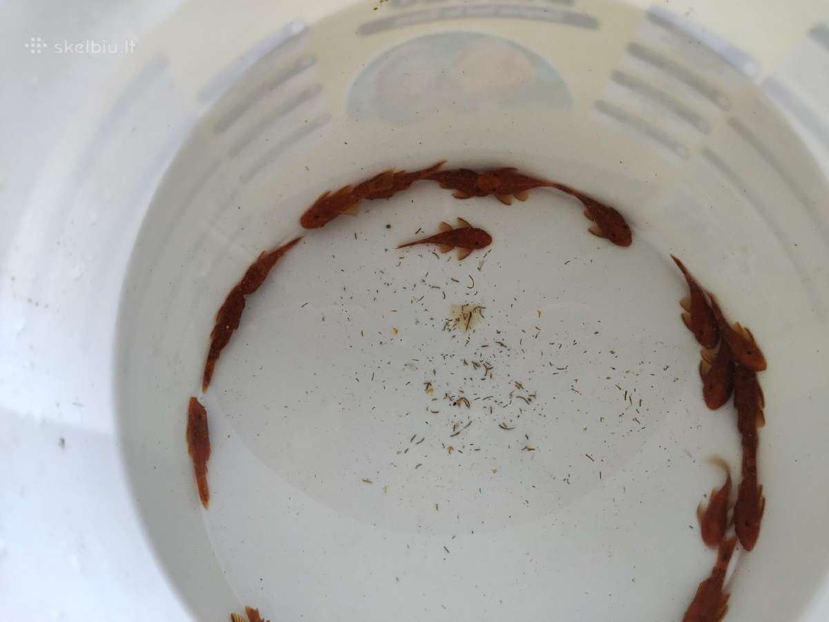 Ancistrus red , yelow - nuotraukos Nr. 19