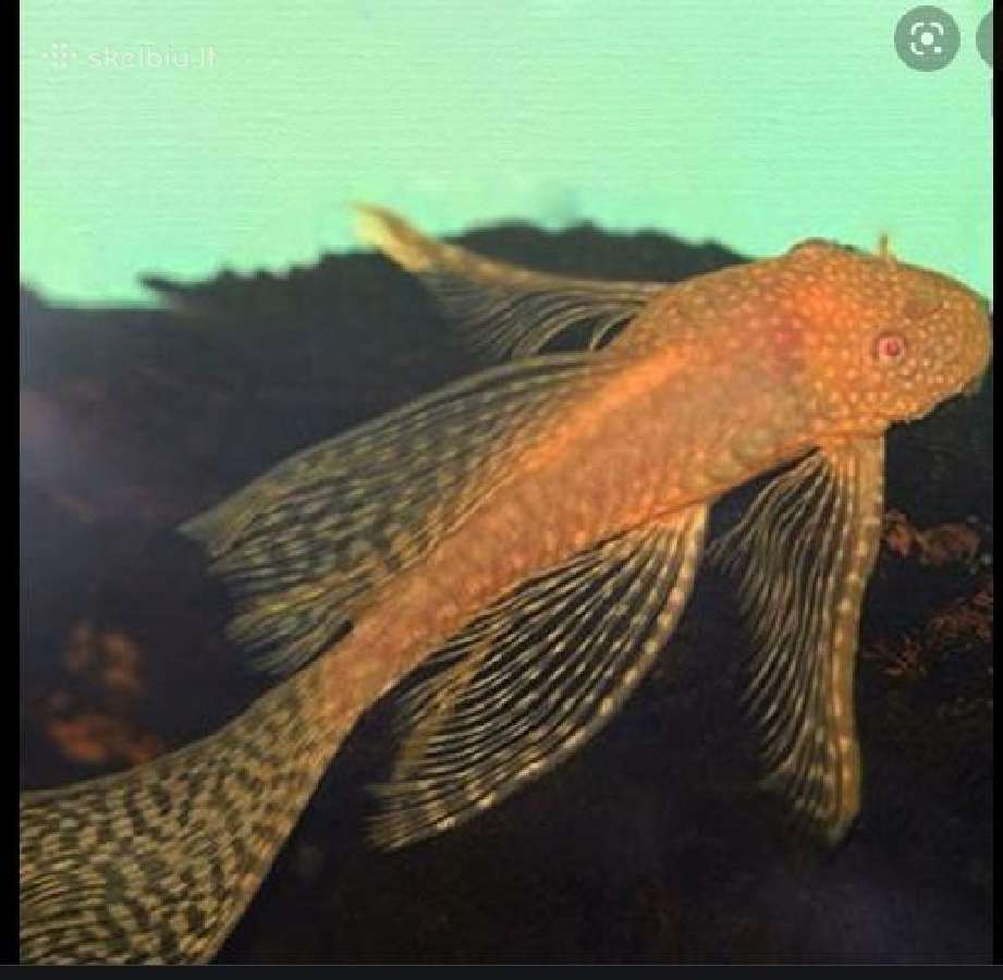Ancistrus red , yelow - nuotraukos Nr. 20