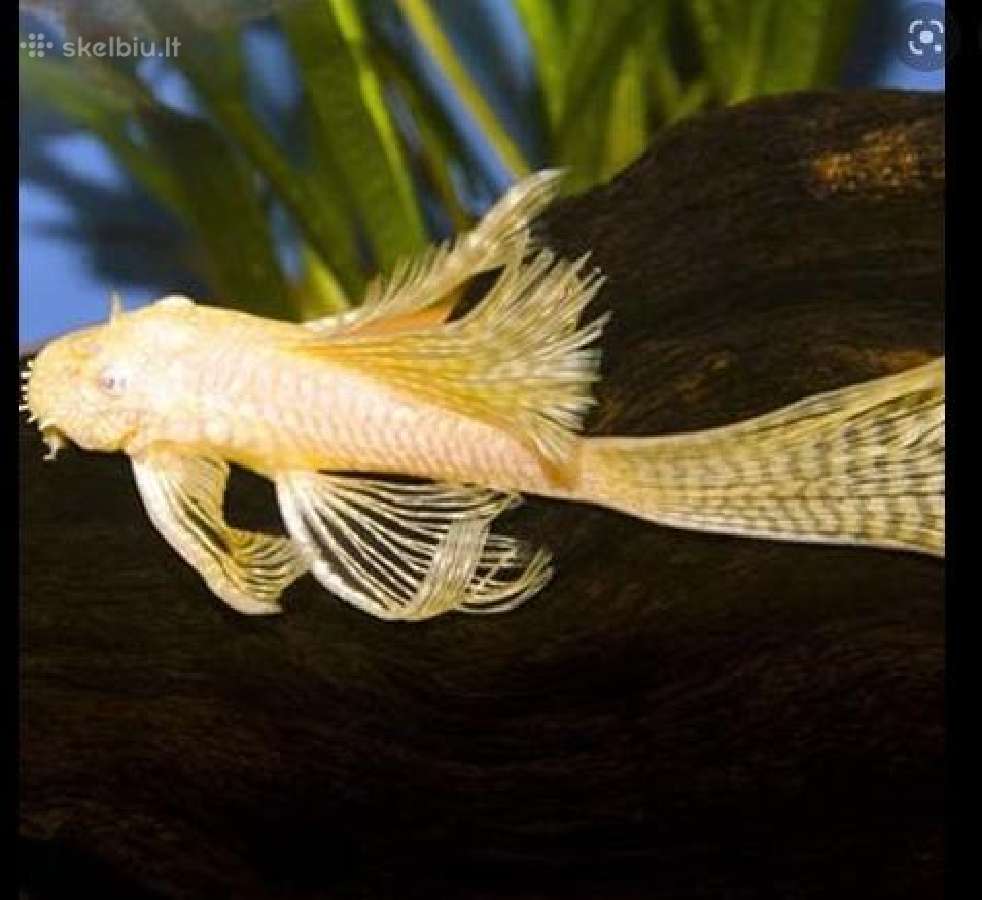 Ancistrus red , yelow - nuotraukos Nr. 21