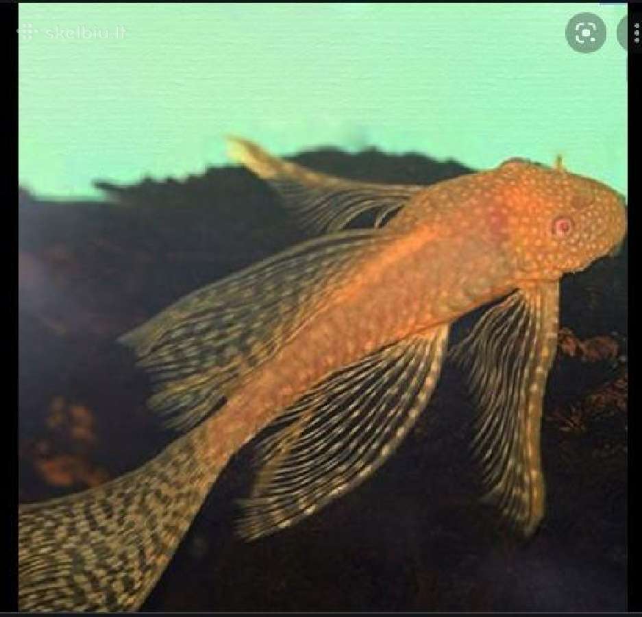 Ancistrus red , yelow - nuotraukos Nr. 22
