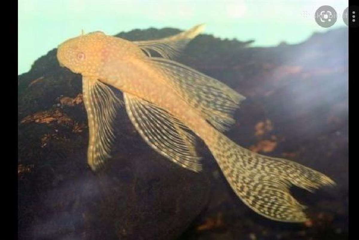 Ancistrus red , yelow - nuotraukos Nr. 23