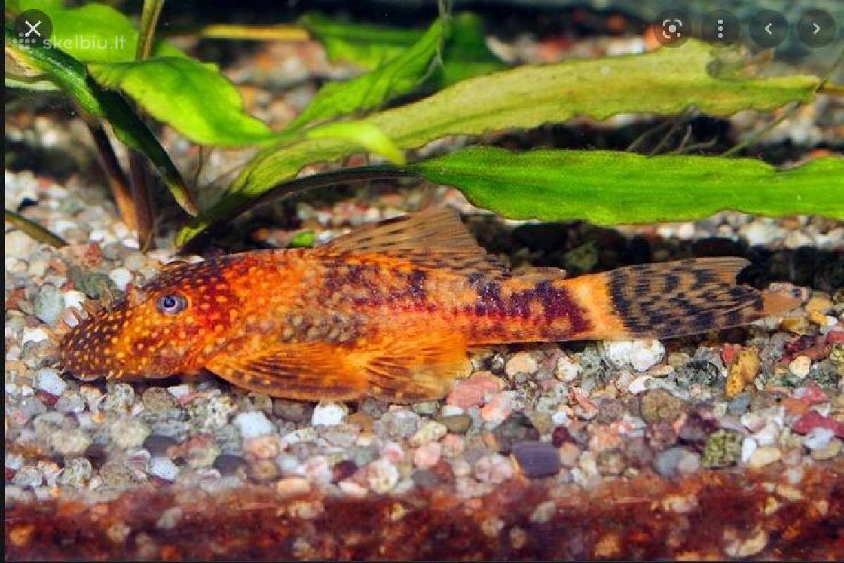 Ancistrus red , yelow - nuotraukos Nr. 24