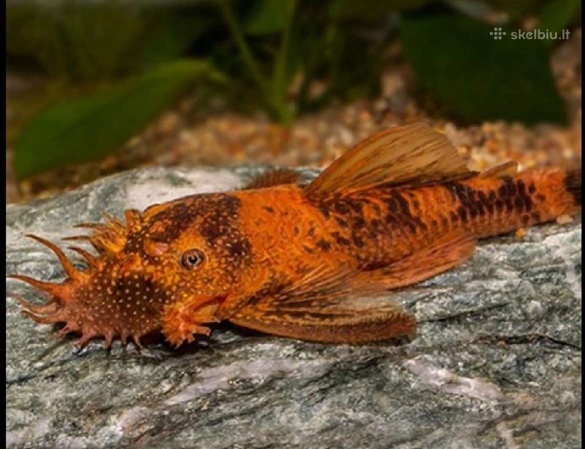 Ancistrus red , yelow - nuotraukos Nr. 25