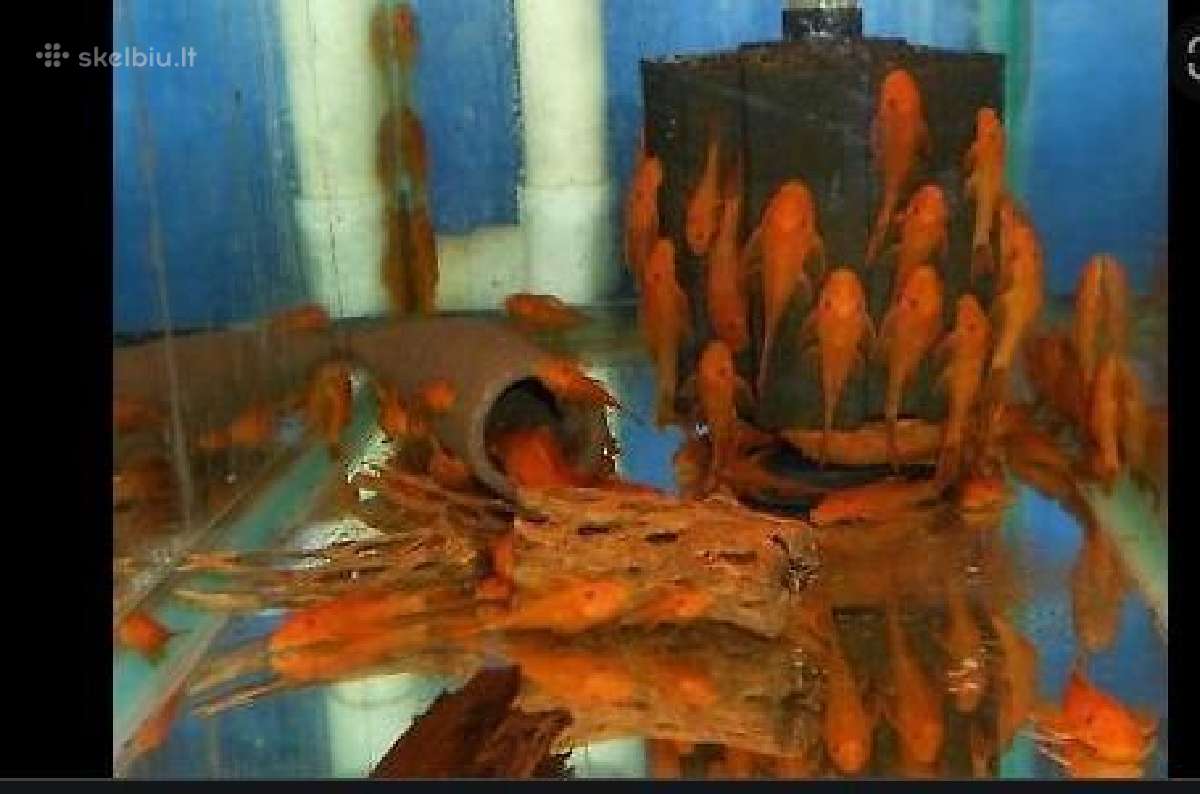 Ancistrus red , yelow - nuotraukos Nr. 26