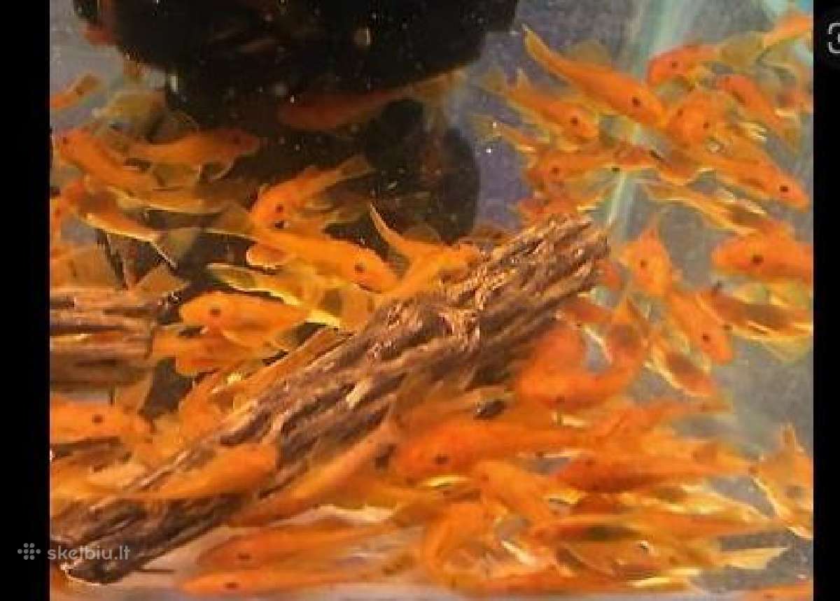 Ancistrus red , yelow - nuotraukos Nr. 27