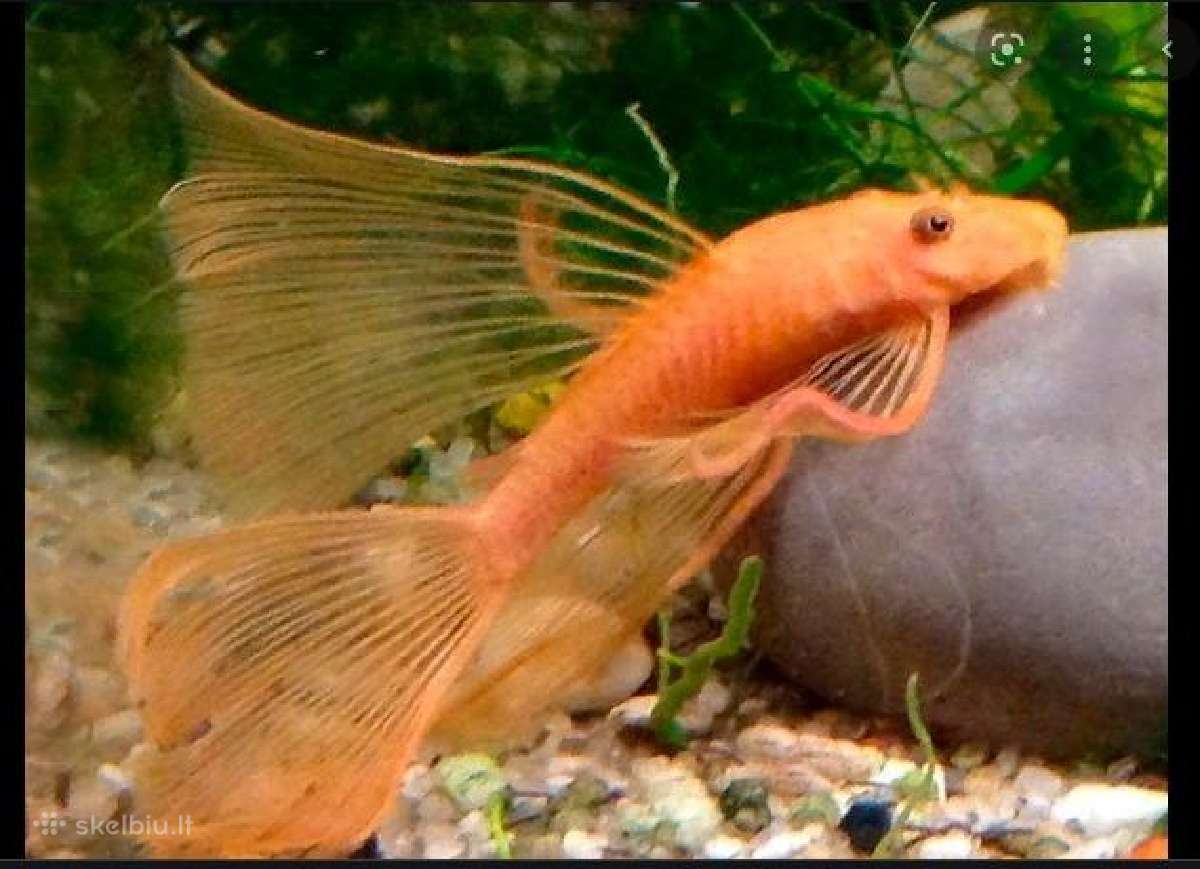Ancistrus red , yelow - nuotraukos Nr. 28