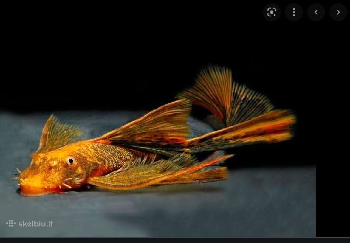 Ancistrus red , yelow - nuotraukos Nr. 29
