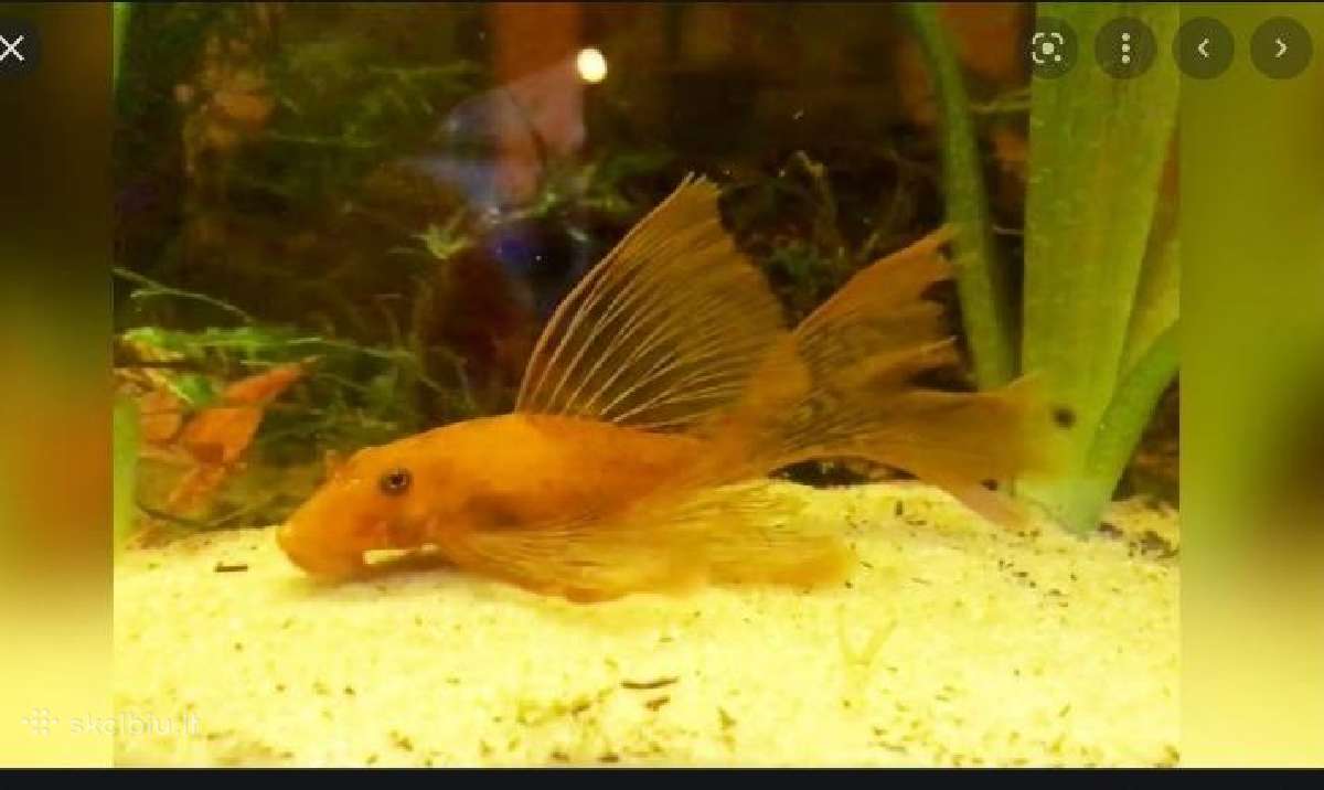 Ancistrus red , yelow - nuotraukos Nr. 30